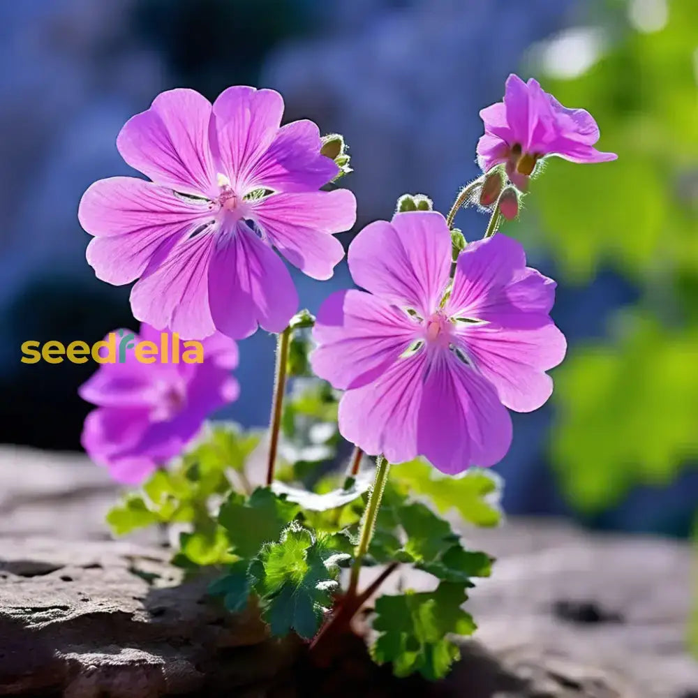 Violet Climbing Geranium Seeds For Planting  Enhance Your Garden Flower