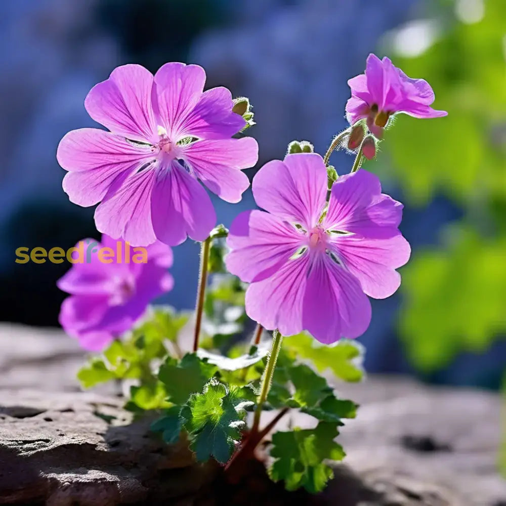 Violet climbing geranium seeds for planting