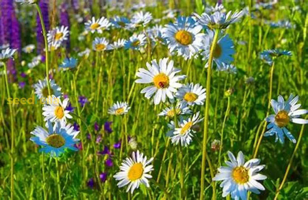 Violet Daisy Seeds For Planting