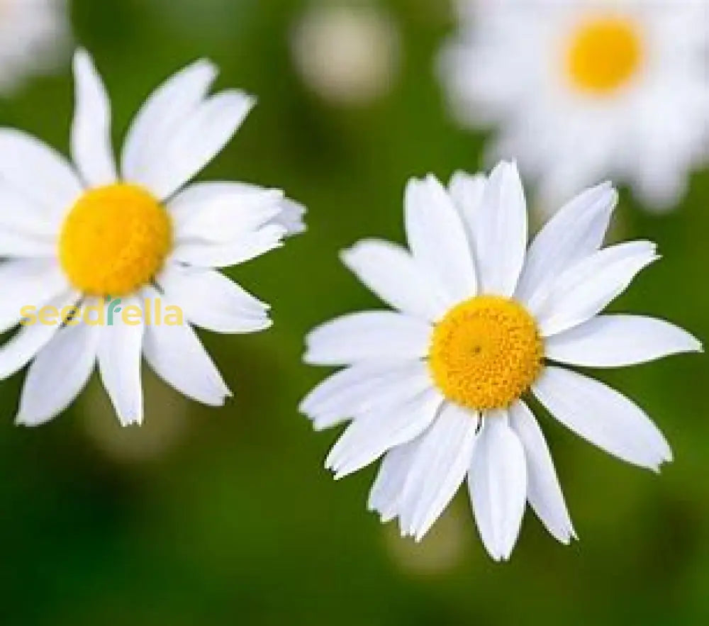 Violet Daisy Seeds For Planting