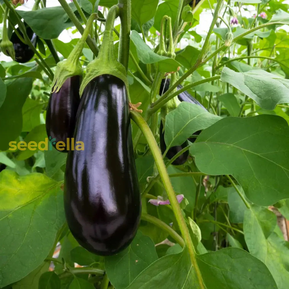 Violet Eggplant Vegetable Planting Seeds Seeds