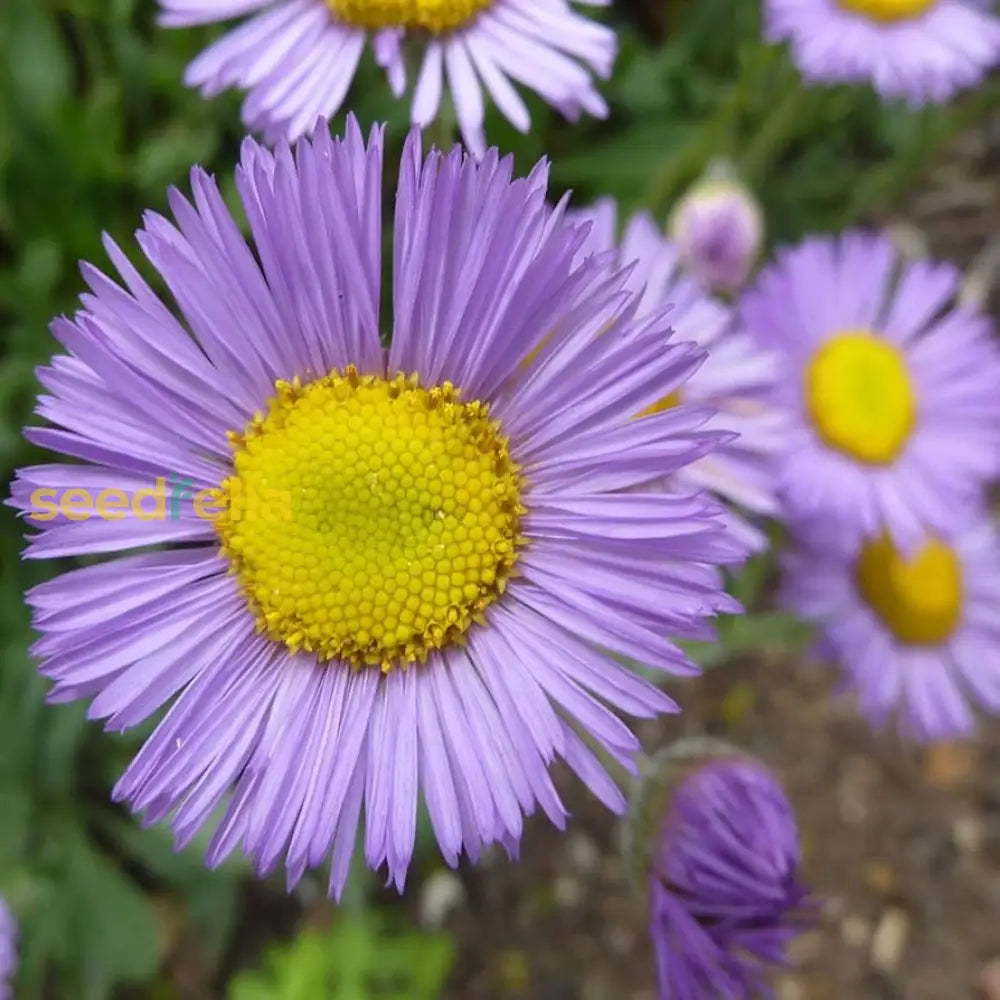 Violet Erigeron Flower Seeds For Easy Planting