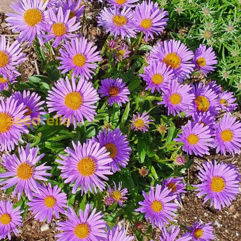 Violet Erigeron Flower Seeds For Easy Planting