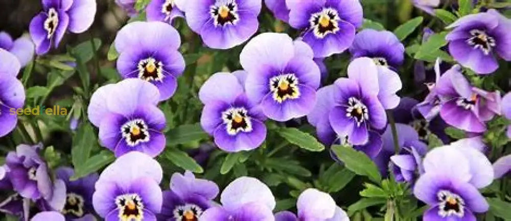 Violet Flower Seeds For Planting - Premium Garden