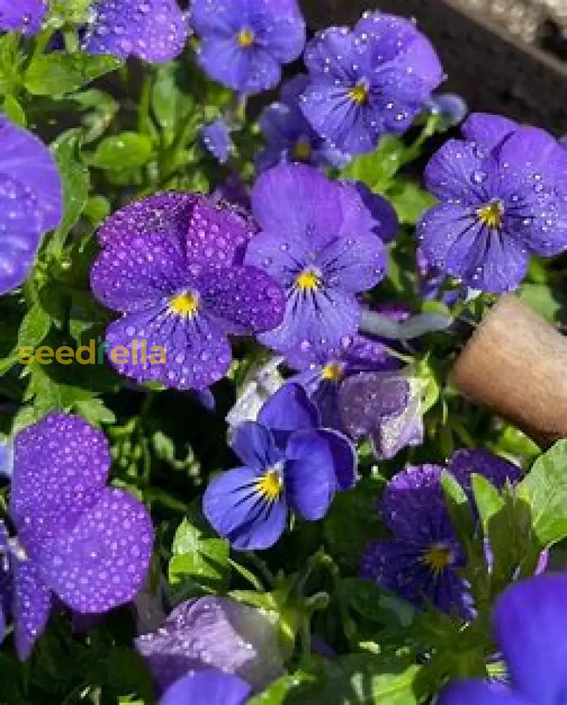 Violet Flower Seeds For Planting - Premium Garden