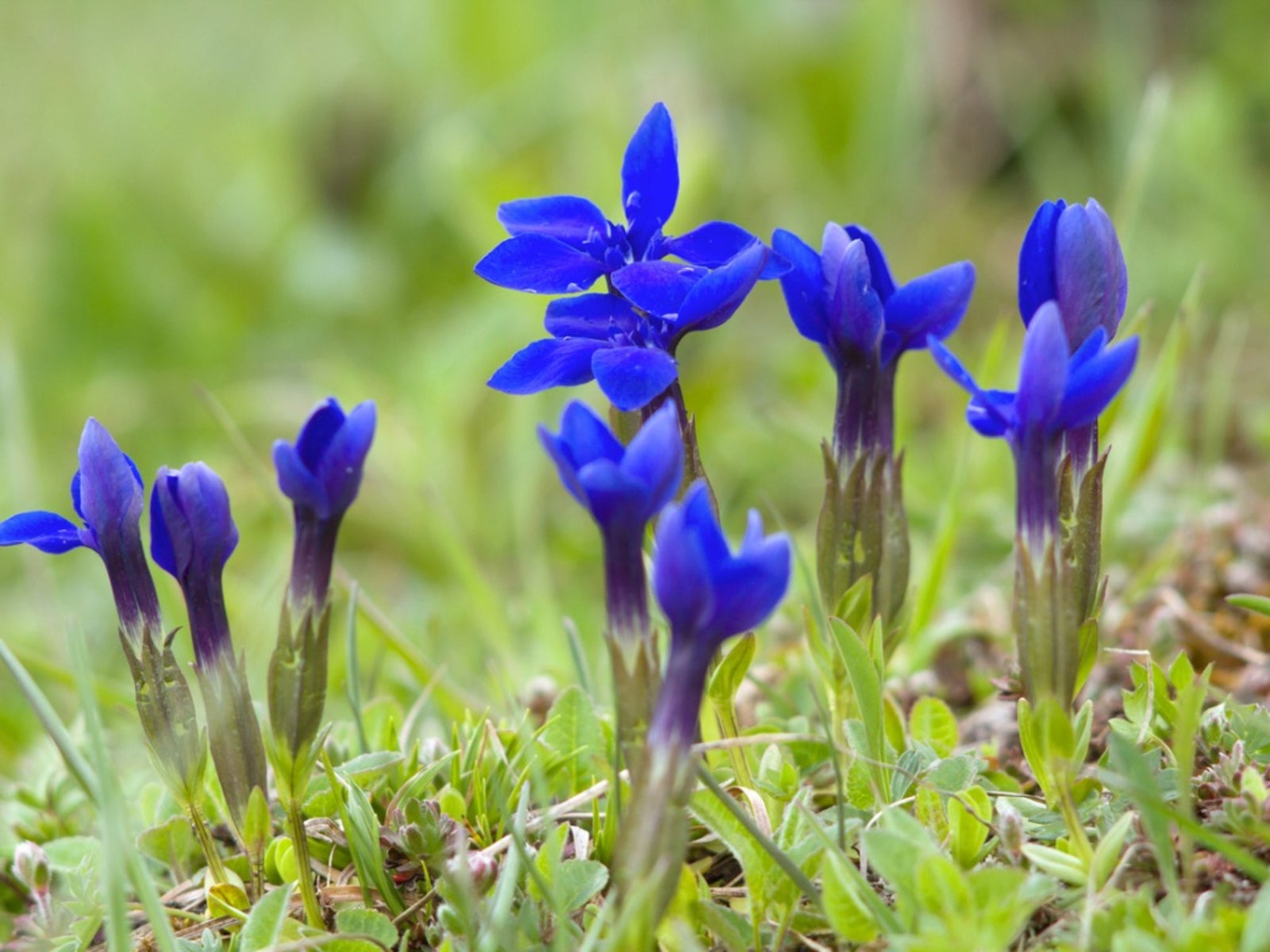Beautiful Violet Gentian Blooms in Garden