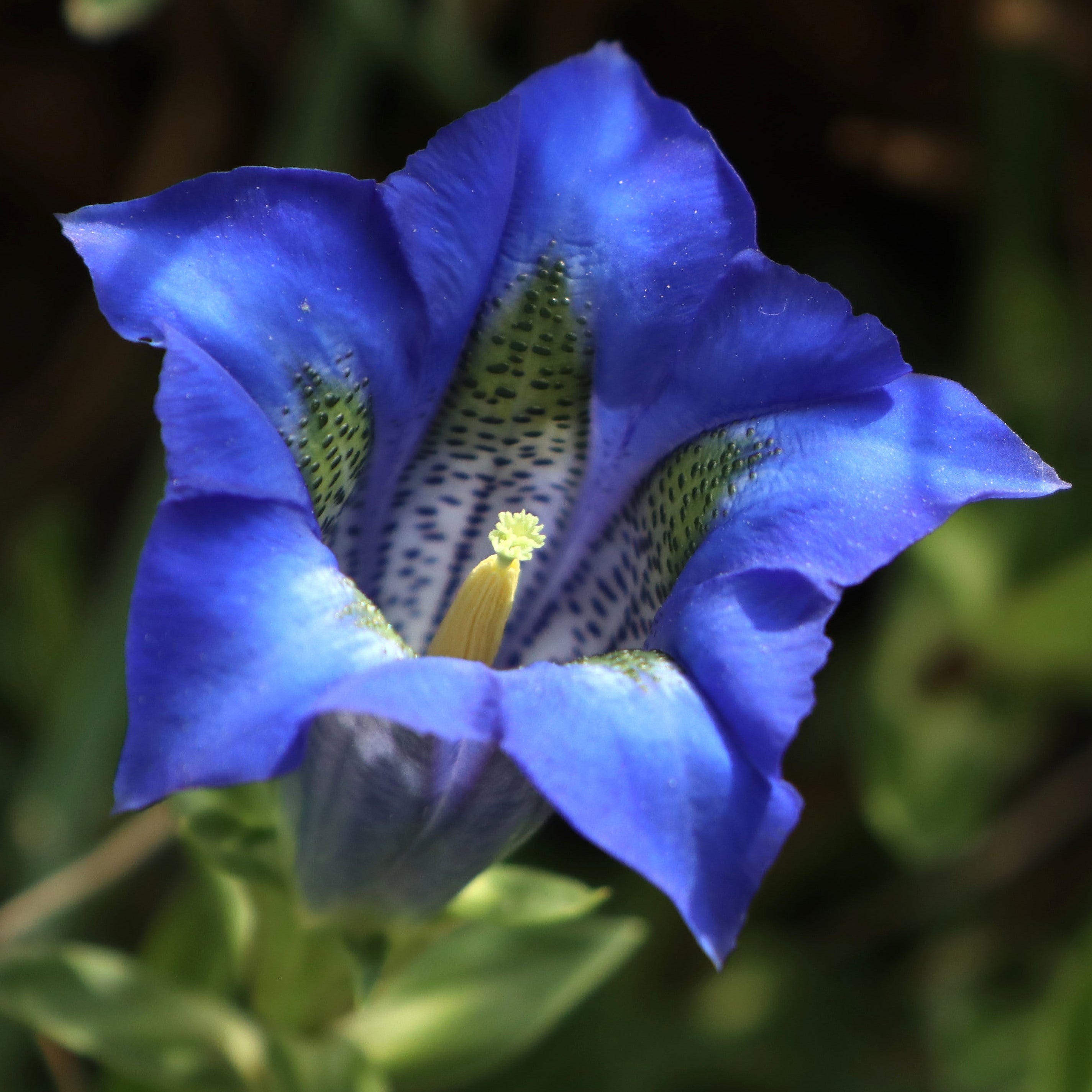 Violet Gentian Flower Seeds for Planting