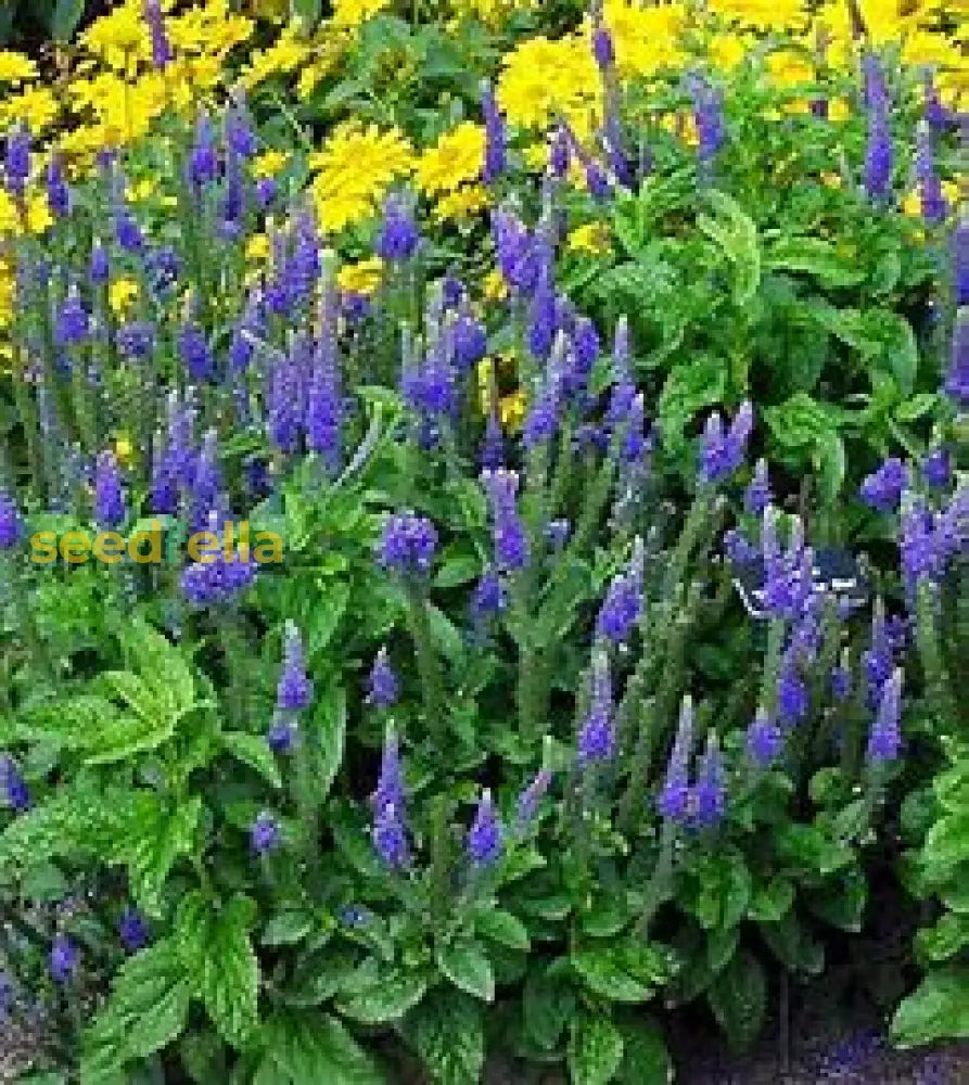 Violet Gianthyssop Seeds - Perfect For Planting Plant Seeds