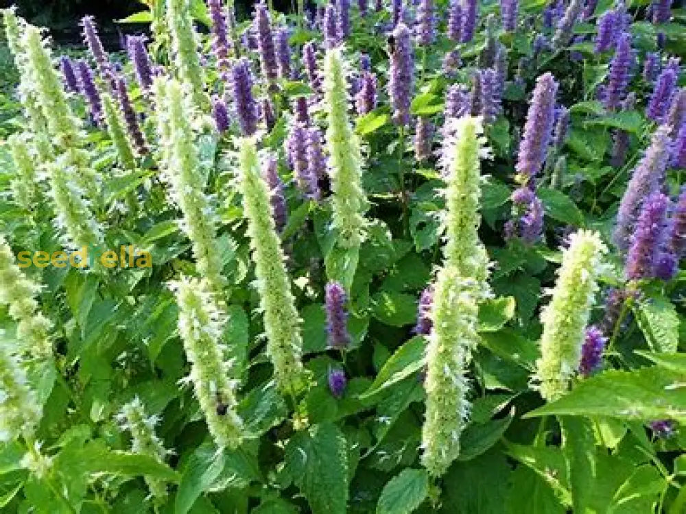 Violet Gianthyssop Seeds - Perfect For Planting Plant Seeds