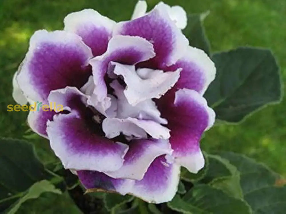 Violet Gloxinia Flower Seeds For Planting - Grow Stunning Blooms