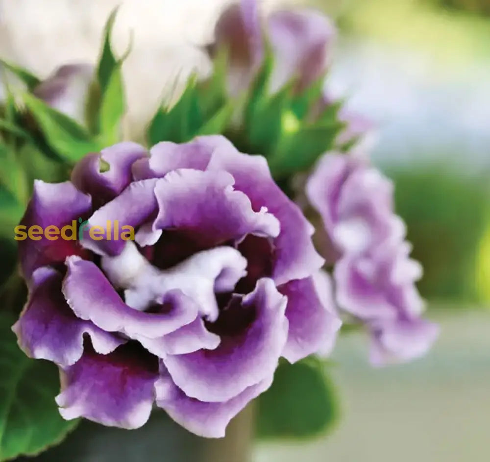 Violet Gloxinia Flower Seeds For Planting - Grow Stunning Blooms