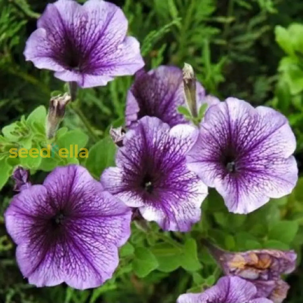 Violet Hanging Petunia Seeds For Vibrant Garden Planting Flower