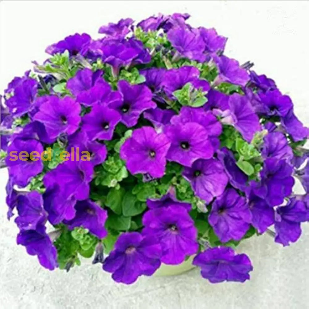 Violet Hanging Petunia Seeds For Vibrant Garden Planting Flower