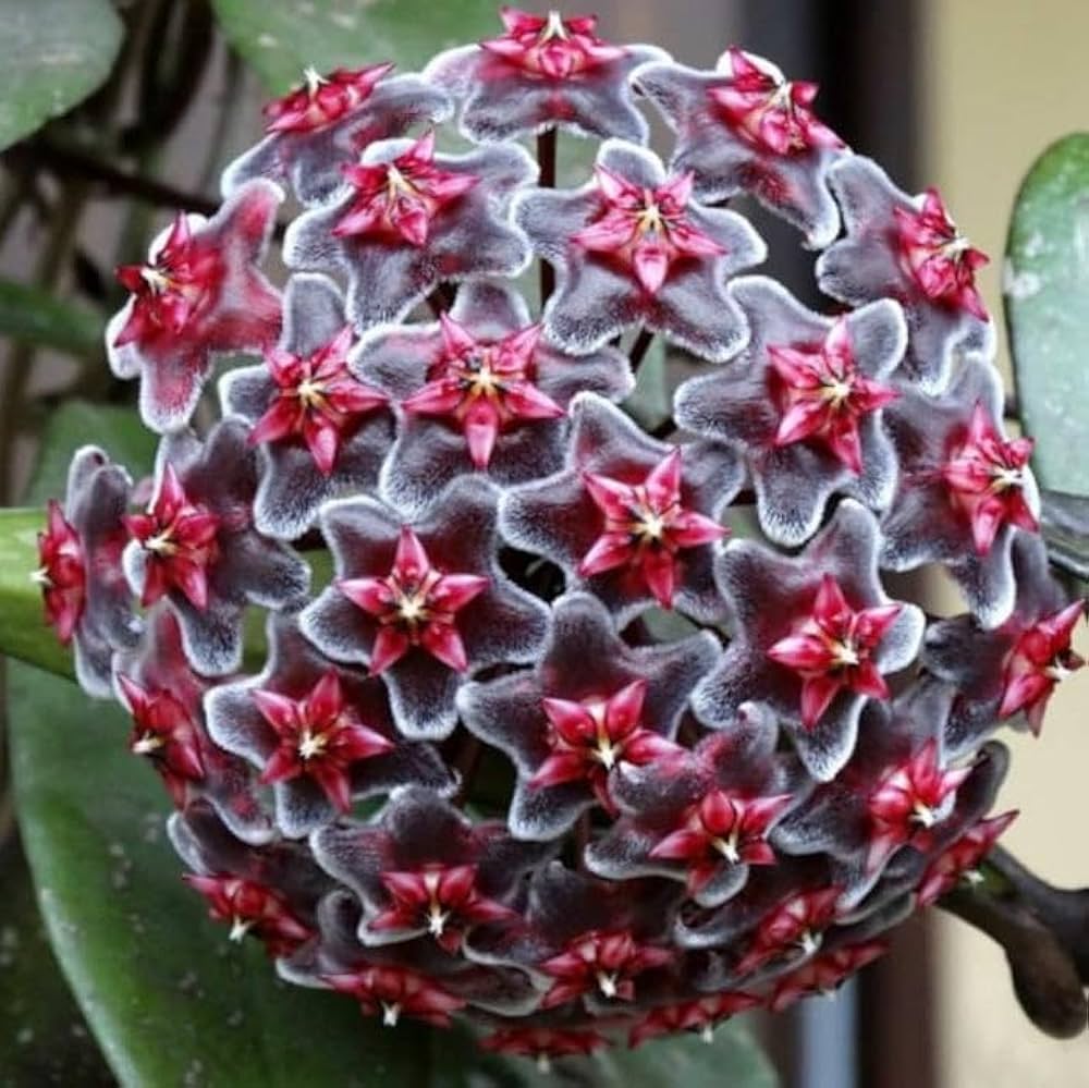 Violet Hoya Flower Seeds for Planting