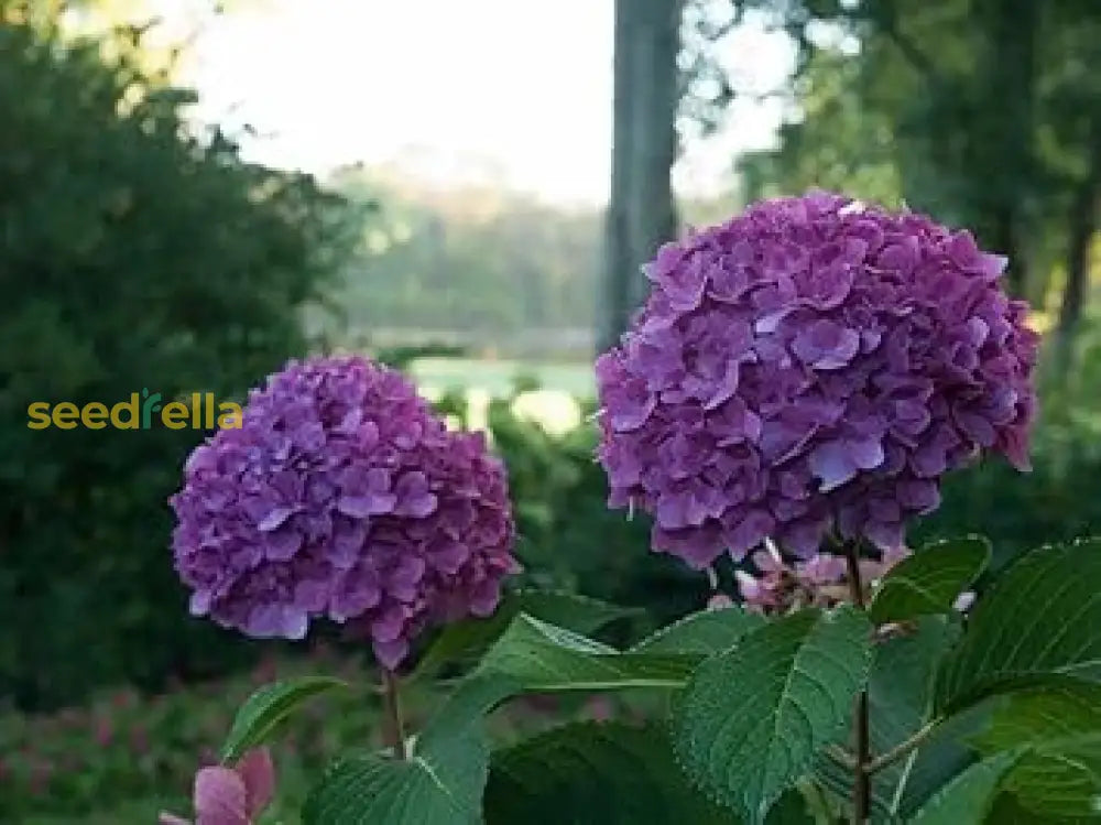 Violet Hydrangea Flower Seeds - Perfect For Planting