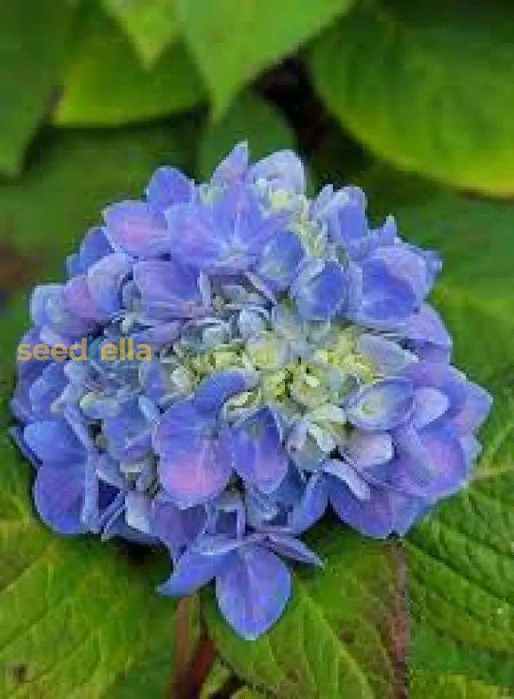 Violet Hydrangea Flower Seeds - Perfect For Planting