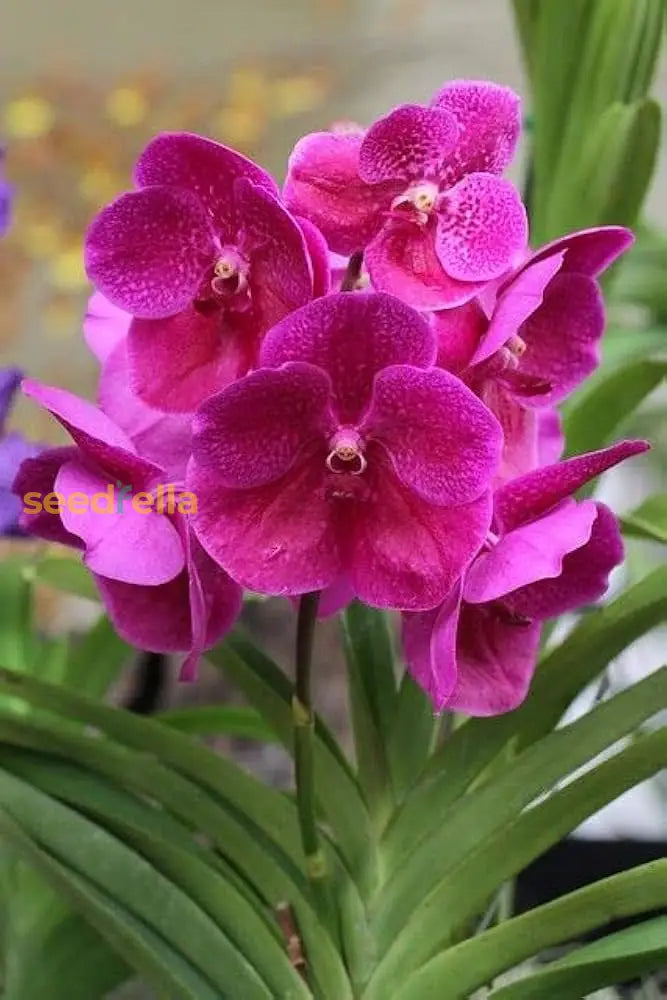 Violet Hydroponic Orchid Seeds For Easy Planting