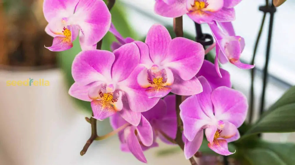 Violet Hydroponic Orchid Seeds For Easy Planting