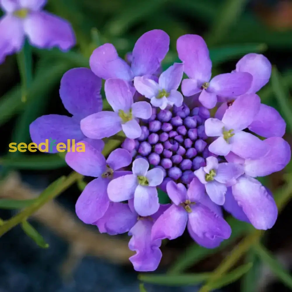 Violet Iberis Amara Flower Seeds For Easy Planting