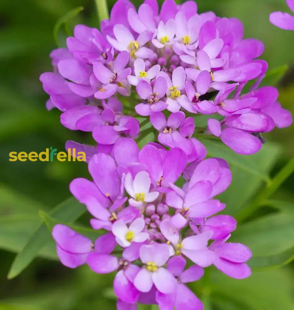 Violet Iberis Amara Flower Seeds For Easy Planting