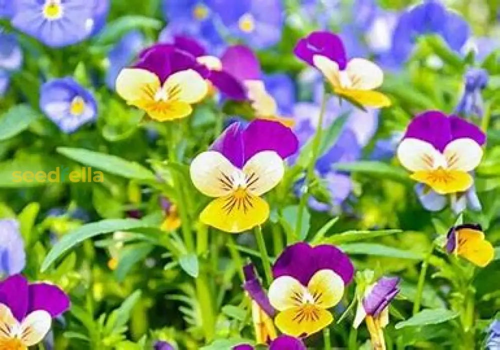 Violet Johnny Flower Planting Seeds - Easy To Grow Garden Flowers Plant Seeds