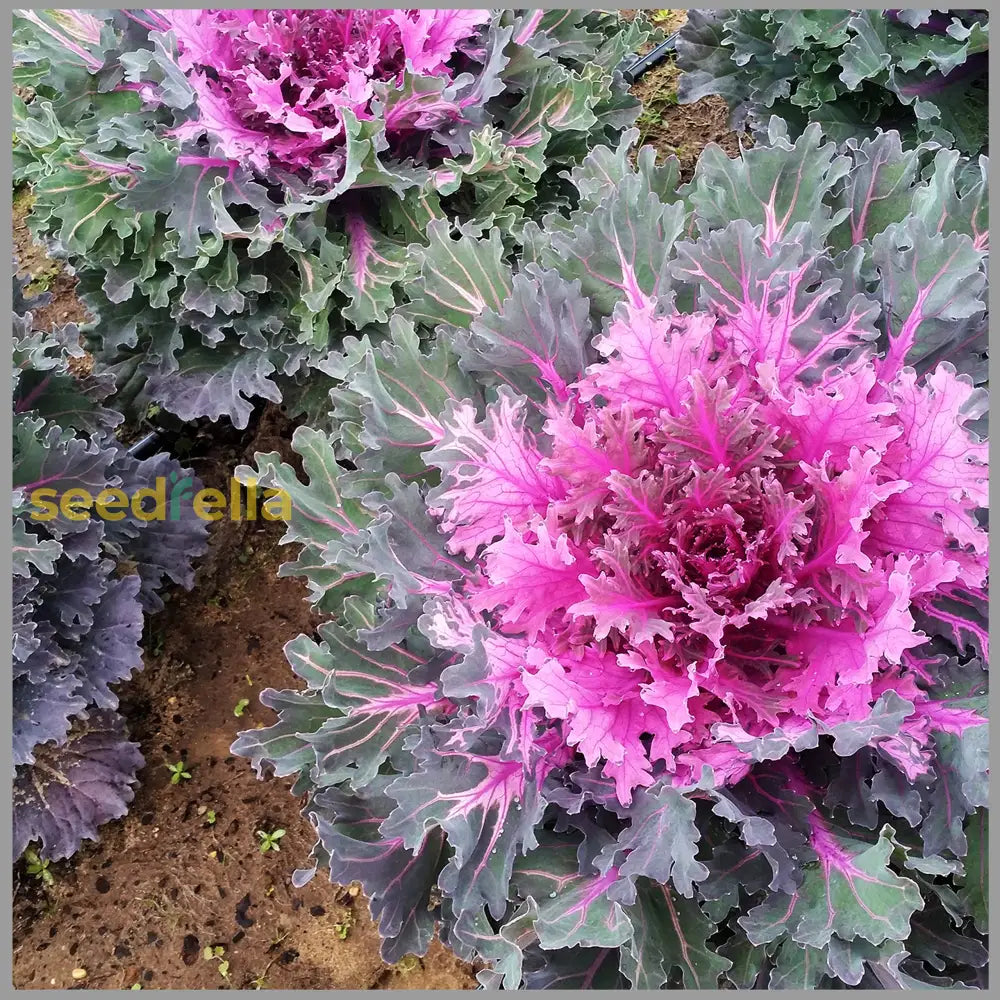 Violet Kale Seeds For Planting - Nutritious Brassica Oleracea Vegetable