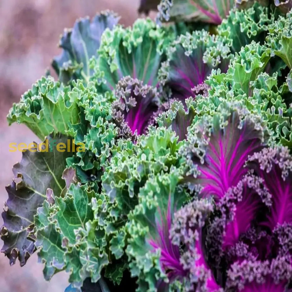 Violet Kale Seeds For Planting - Nutritious Brassica Oleracea Vegetable