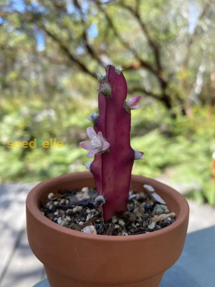 Violet Lepismium Planting Seeds  Grow Your Own