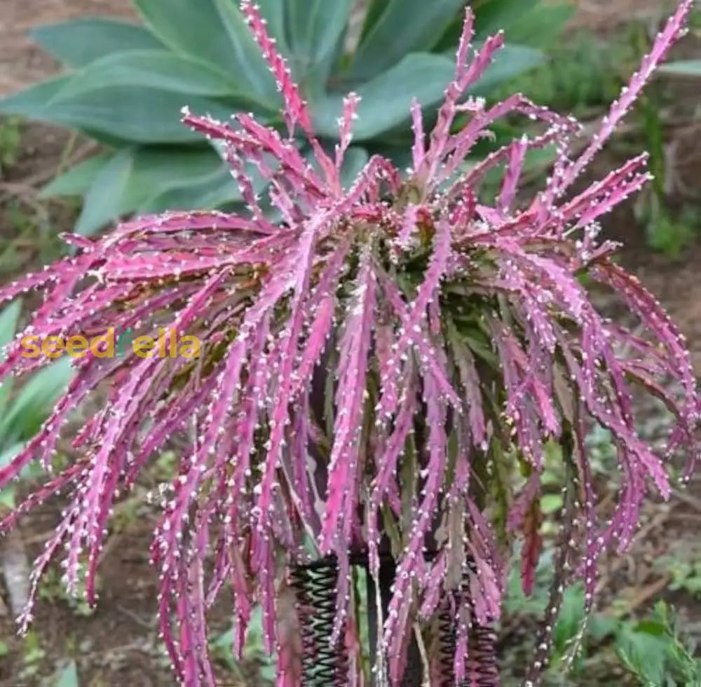 Violet Lepismium Planting Seeds  Grow Your Own