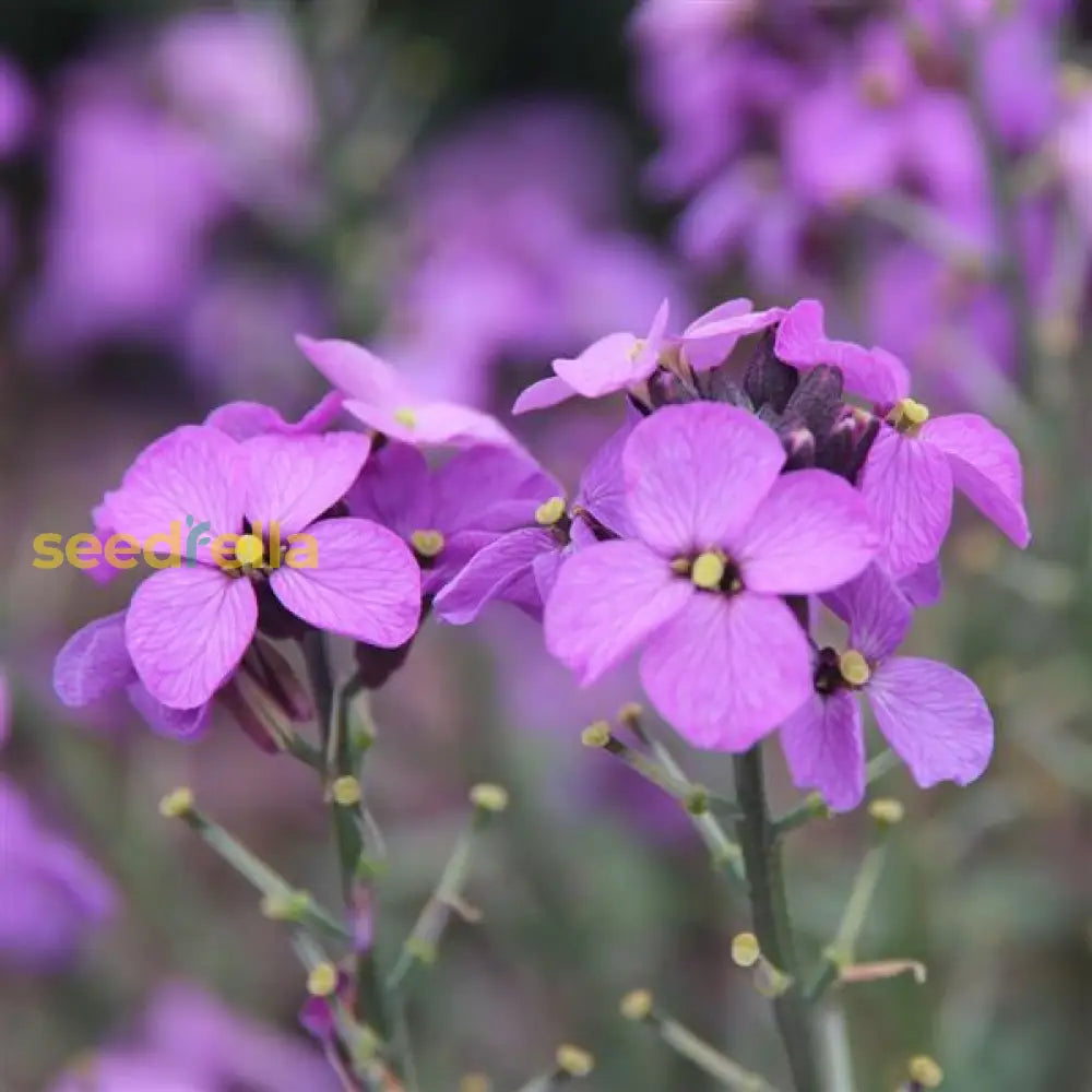 Violet Linifolium Flower Seeds  Perfect For Planting & Growing