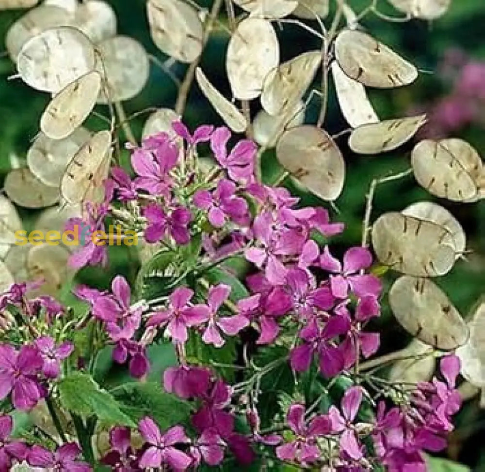 Violet Lunaria Money Plant Seeds For Planting - Unique Coin-Shaped Leaves Flower