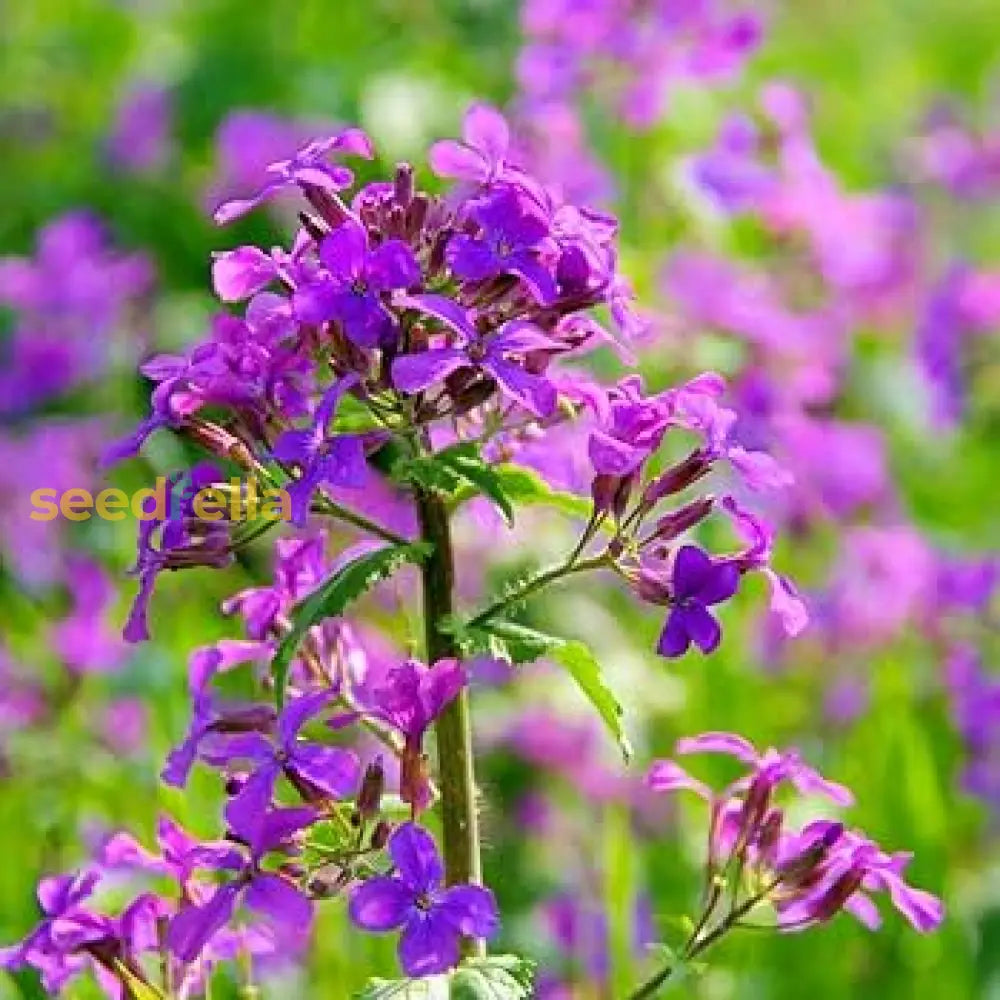 Violet Lunaria Money Plant Seeds For Planting - Unique Coin-Shaped Leaves Flower