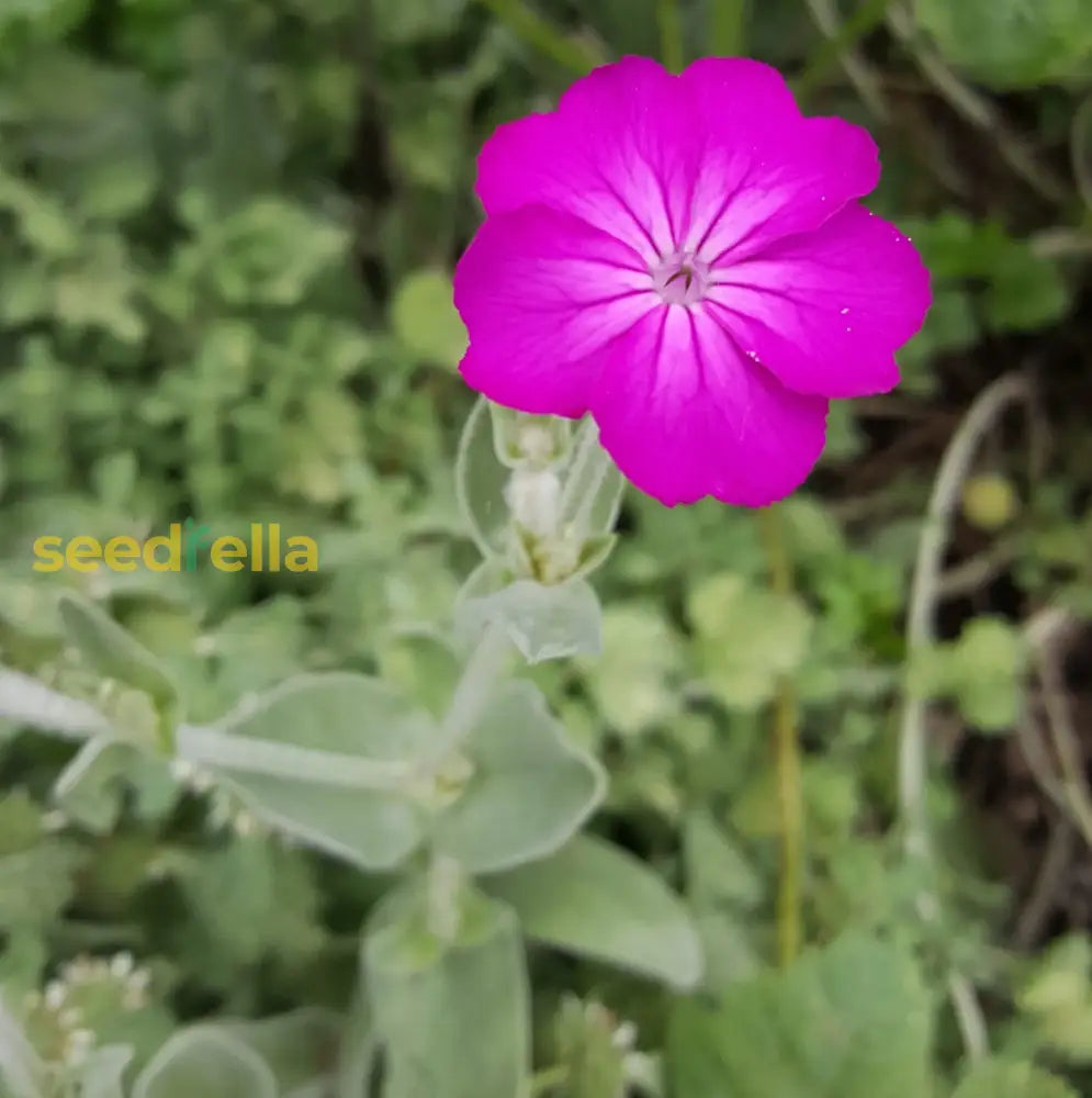 Violet Lychnis Flower Seeds - Stunning Blooms For Your Garden