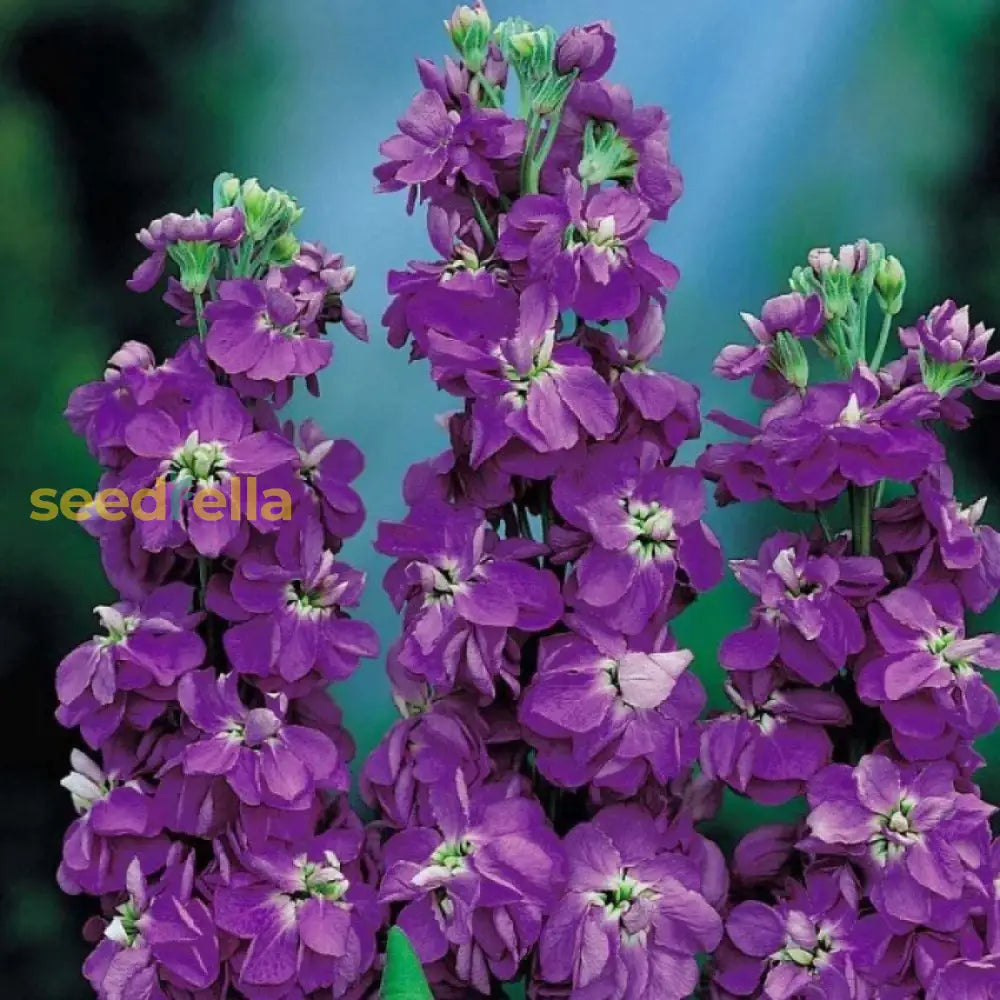 Violet Matthiola Incana Plant Seeds: Premium Quality Flower Seeds For Vibrant Gardens And