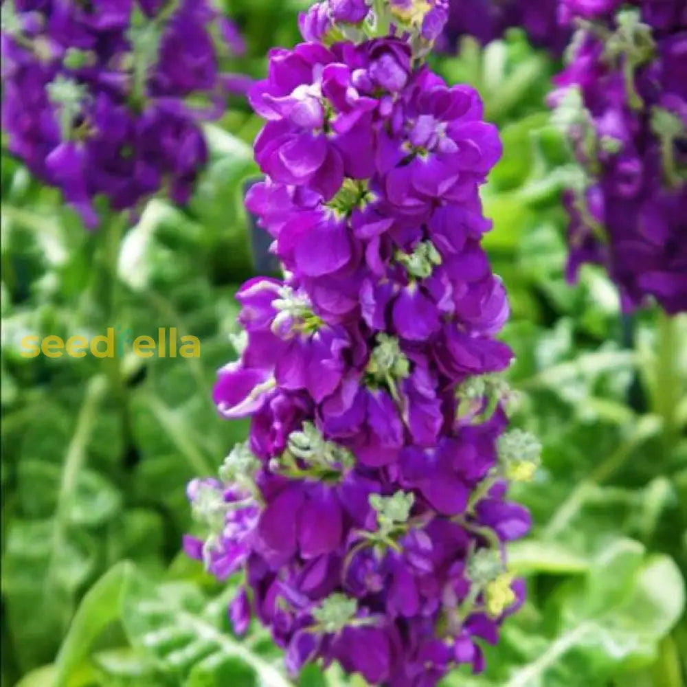 Violet Matthiola Incana Plant Seeds: Premium Quality Flower Seeds For Vibrant Gardens And