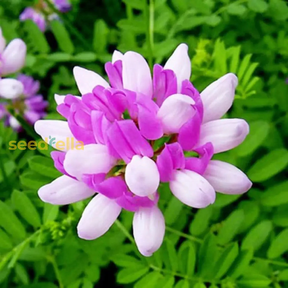 Violet Milkvetch Sinicus - Premium Flower Seeds For Vibrant Gardens And Ecological Planting