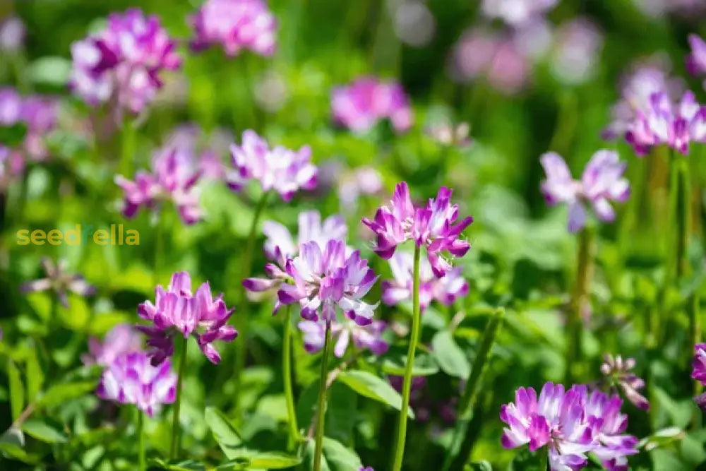 Violet Milkvetch Sinicus - Premium Flower Seeds For Vibrant Gardens And Ecological Planting