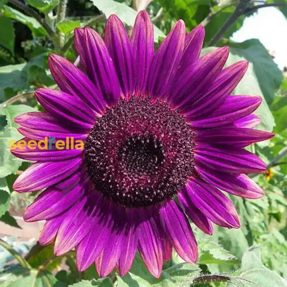 Violet Mini Sunflower Seeds  Ideal For Planting In Gardens Flower