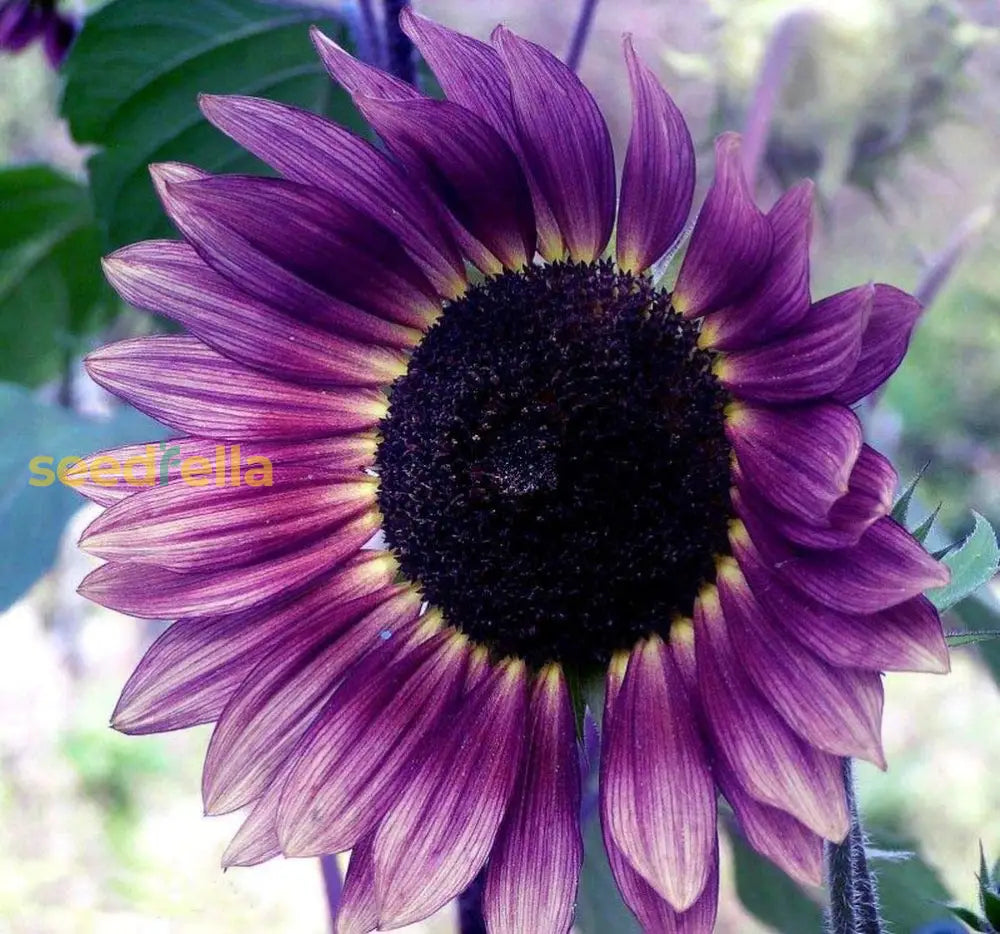 Violet mini sunflower seeds for planting