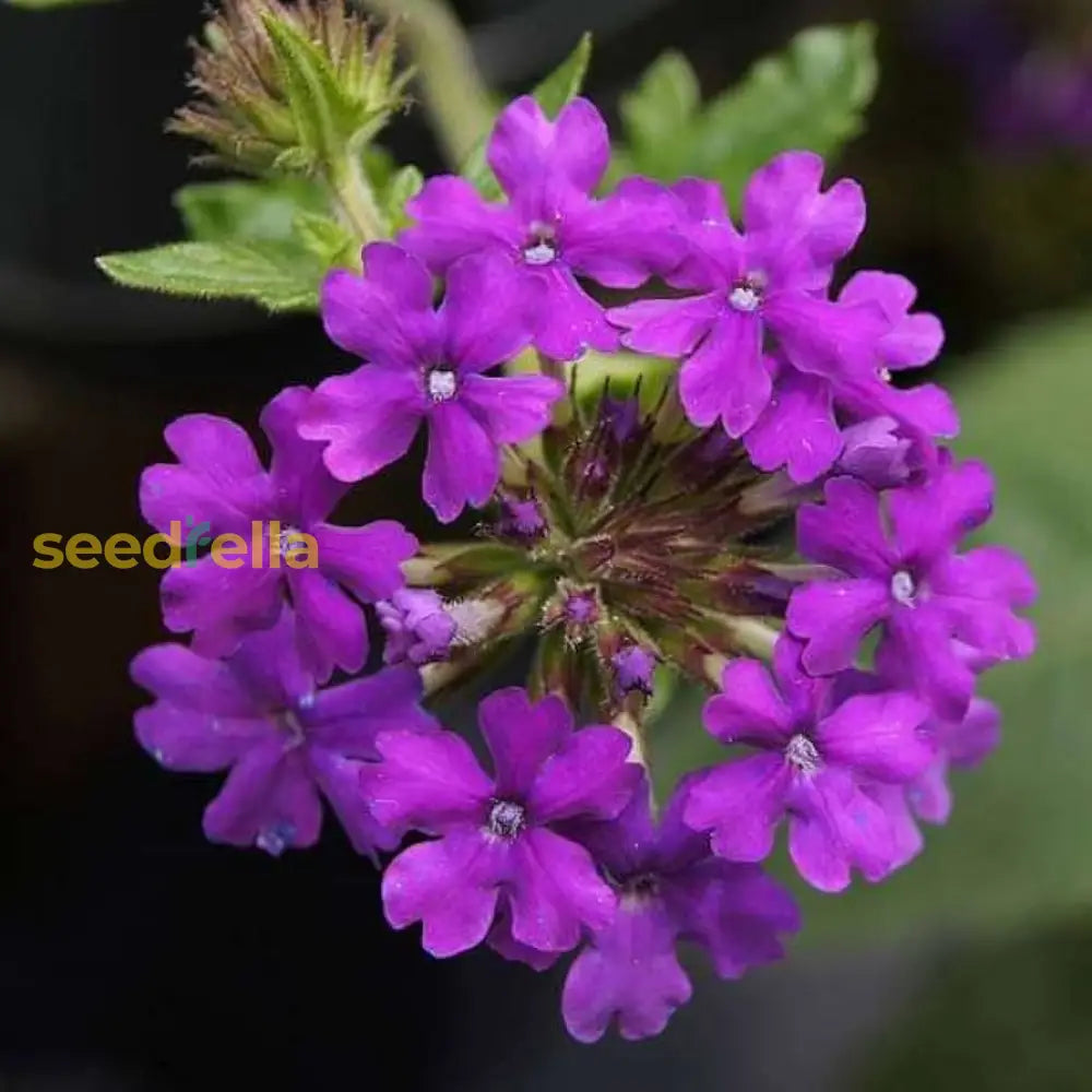 Violet Moss Verbena Flower Seeds For Lush Gardens And Vibrant Planting