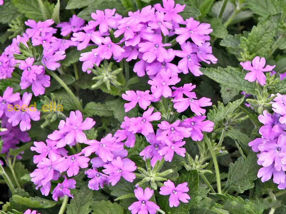 Violet Moss Verbena Flower Seeds For Lush Gardens And Vibrant Planting