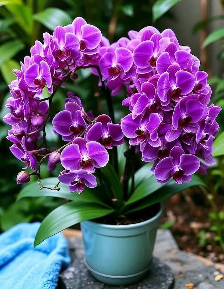 Violet Orchid Flower Seeds for Planting