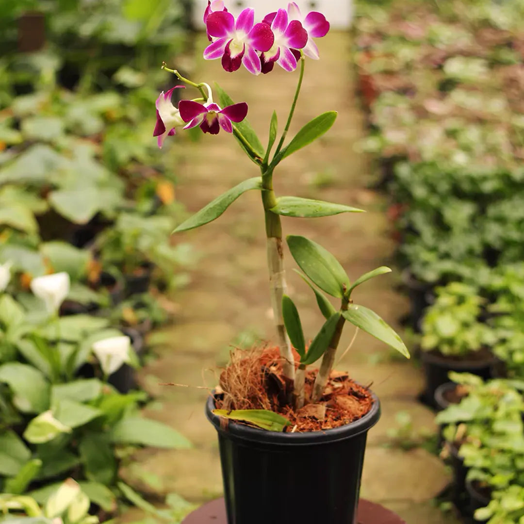 Potted Violet Orchid Plant for Home Décor