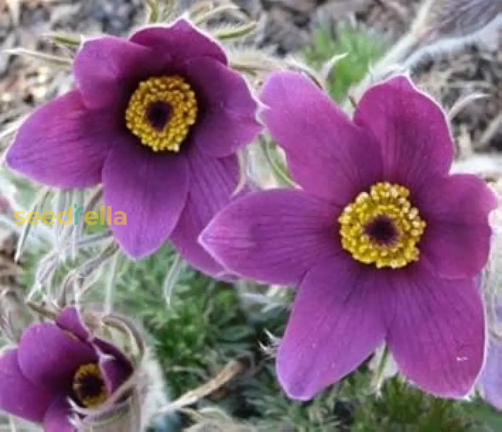 Violet Pasque Flower Seeds For Easy Planting