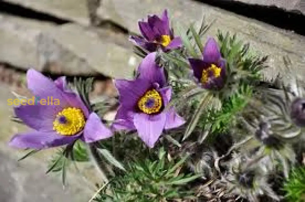 Violet Pasque Flower Seeds For Easy Planting