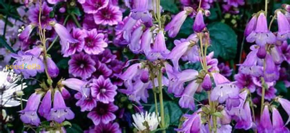 Violet Penstemon Seeds For Easy Planting Plant Seeds