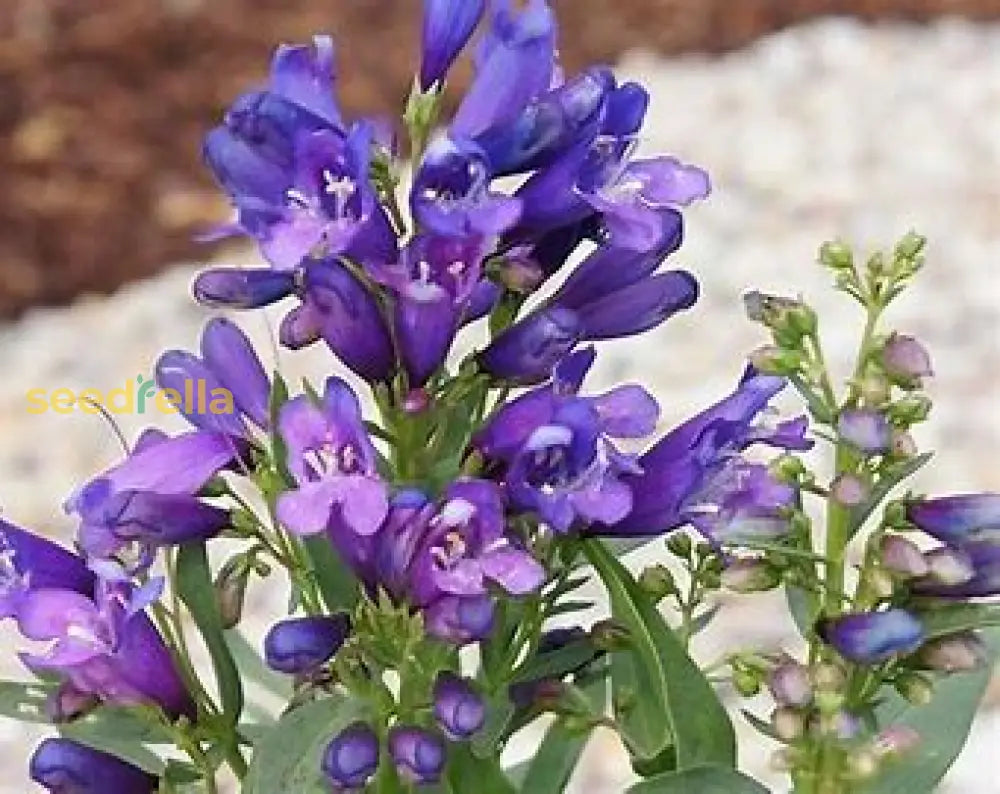 Violet Penstemon Seeds For Easy Planting Plant Seeds