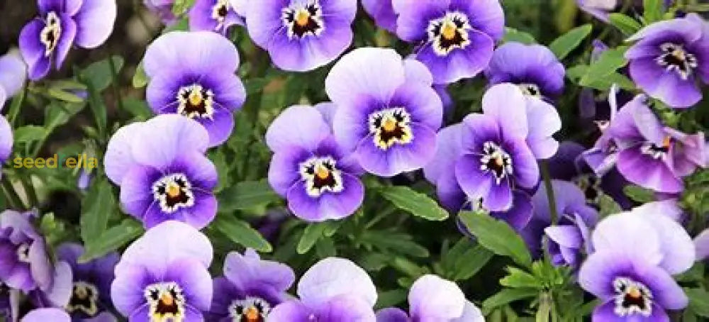 Violet Perennial Flower Seeds For Planting Plant Seeds