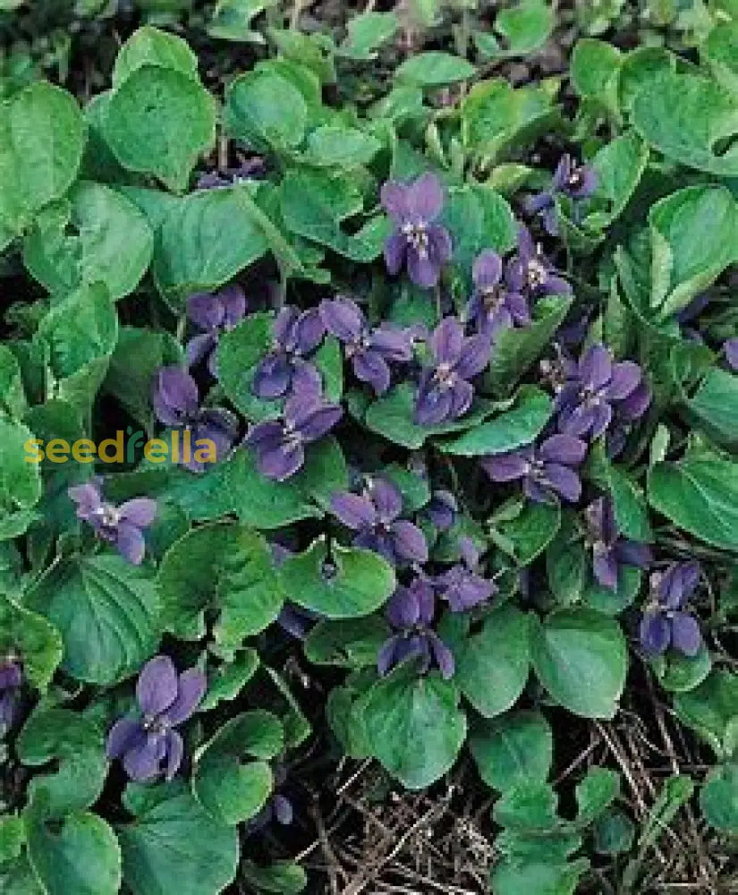 Violet Perennial Flower Seeds For Planting Plant Seeds