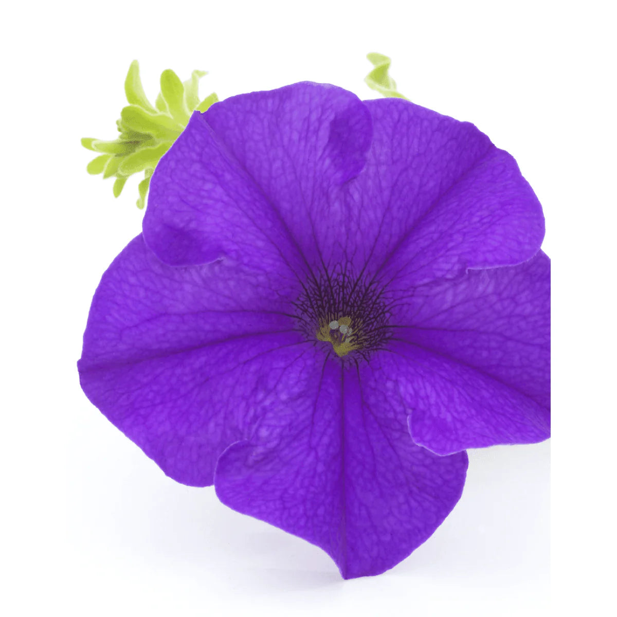 Violet Petunia Flower Seeds for Vibrant Garden Planting
